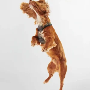 Pettorina per cani Barbour Tartan