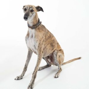 Collare Comfort Lurcher